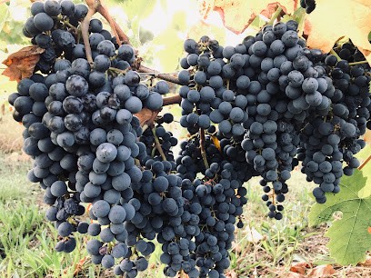 Domaine de Birot, Caviste à Izon