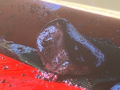 Grégory Guillaume, Caviste à Saint-Maurice-d'Ibie