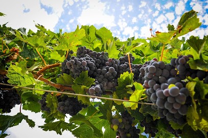 Château Gabachot, Caviste à Sauveterre-de-Guyenne