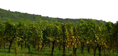 Terroir- Rachat Des Vins Vieux Et Exclusifs, Caviste à Saint-Étienne-de-Serre
